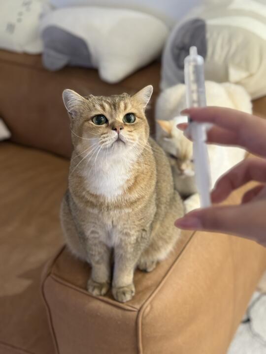 超爱用针筒喝水的小猫咪 省事！