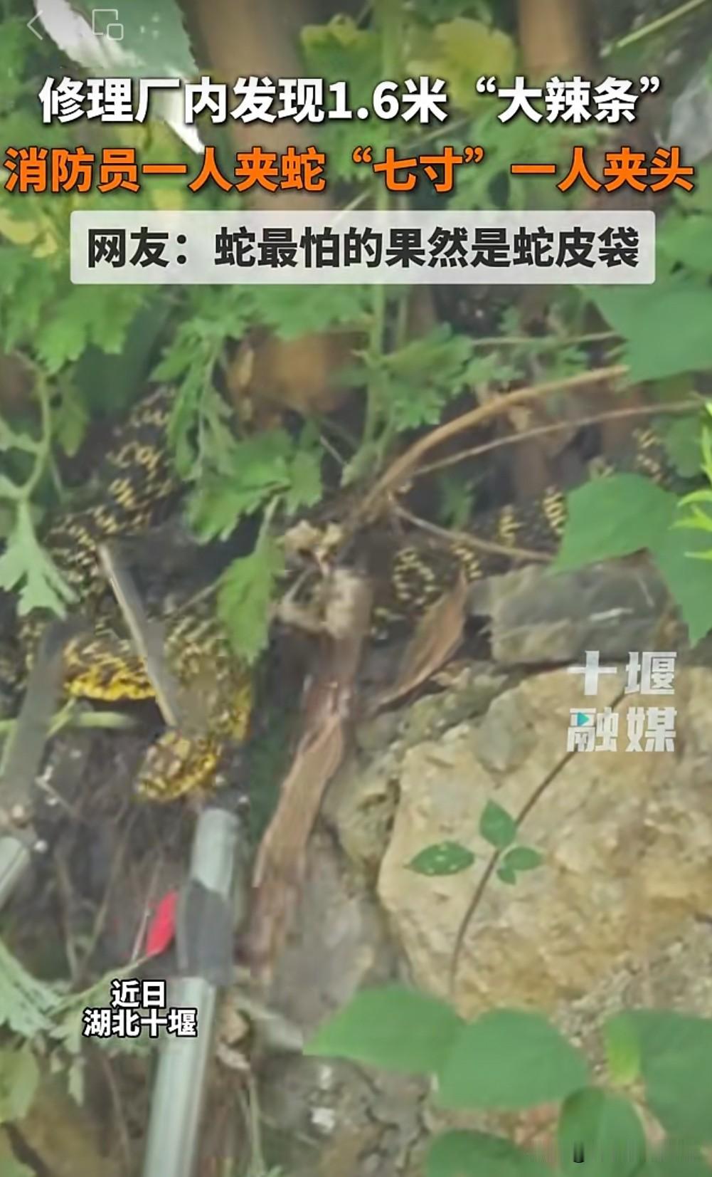 十堰修理厂惊现1.6米“大辣条”，消防员硬核处置！
 
近日，湖北十堰一家修理厂