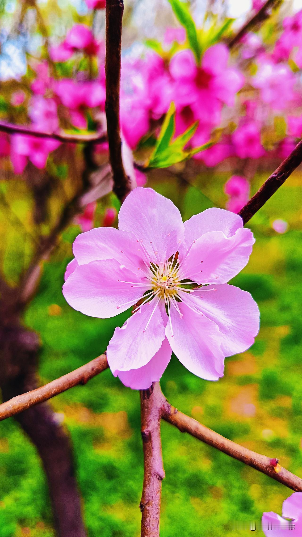 中医药的复兴推动了农业以及种植业，包括中草药产业链条式发展，这本就是一件很好的事