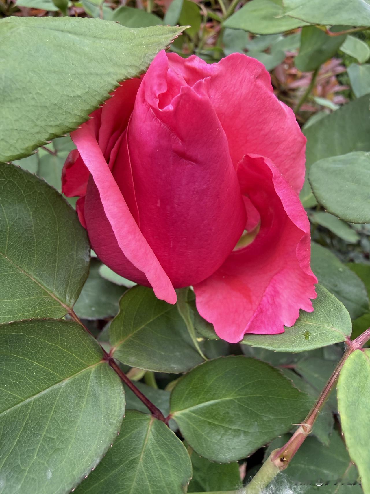 【小对联】
上：崇拜；
下：……？