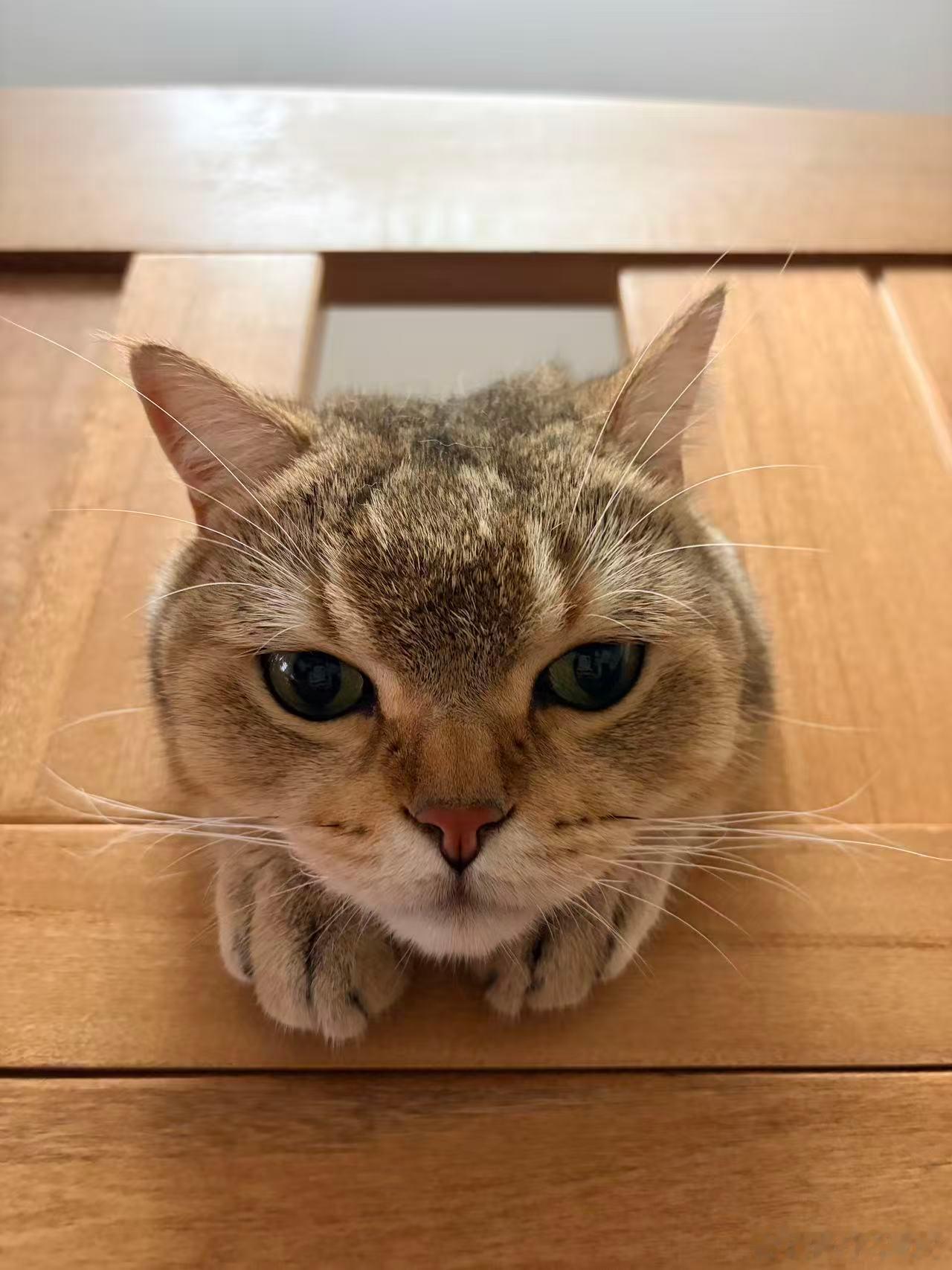 猫咪日常治愈不开心 喵喵喵？ 