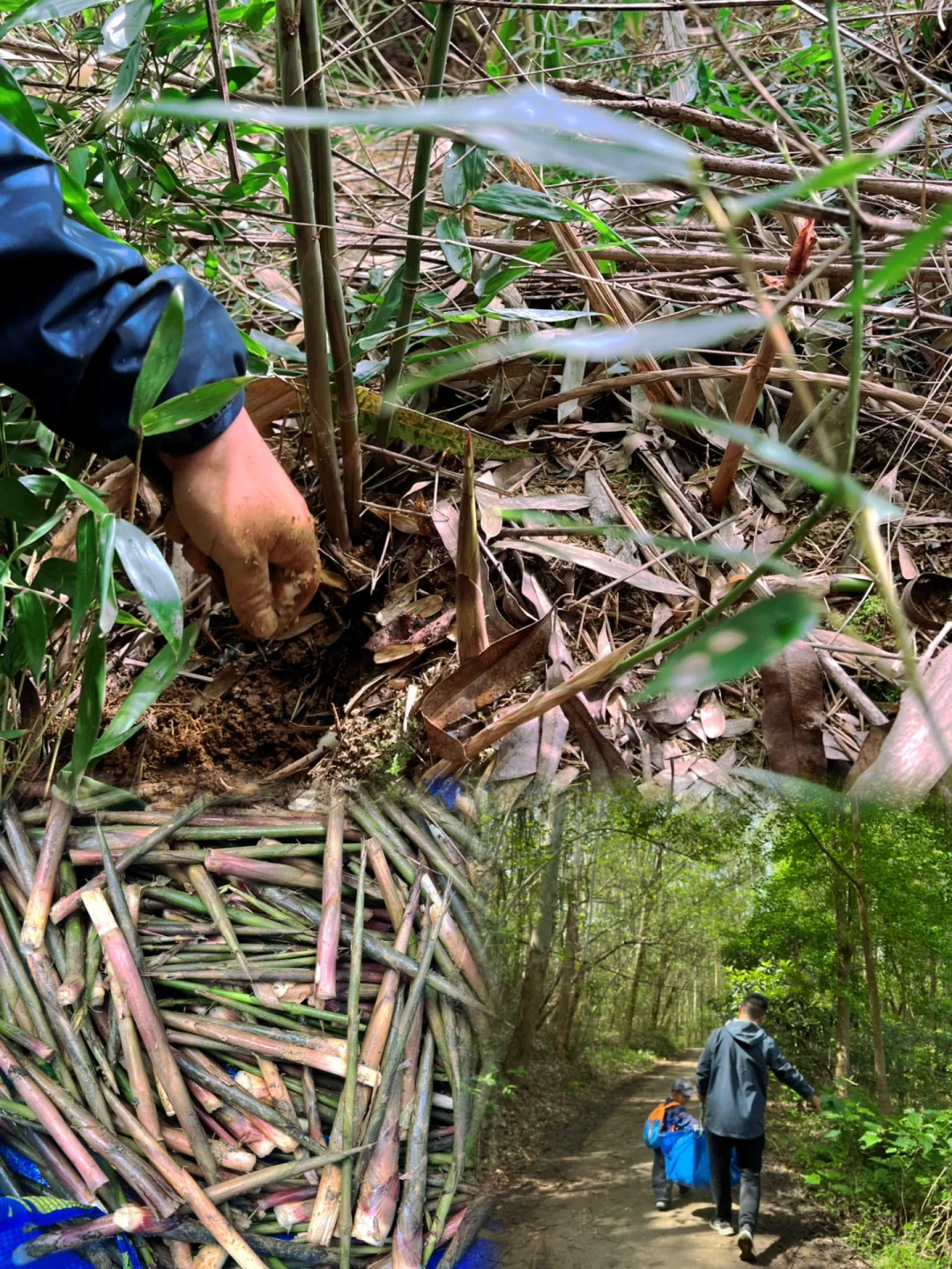 南门出发30min‼️打野竹笋根本挖不完