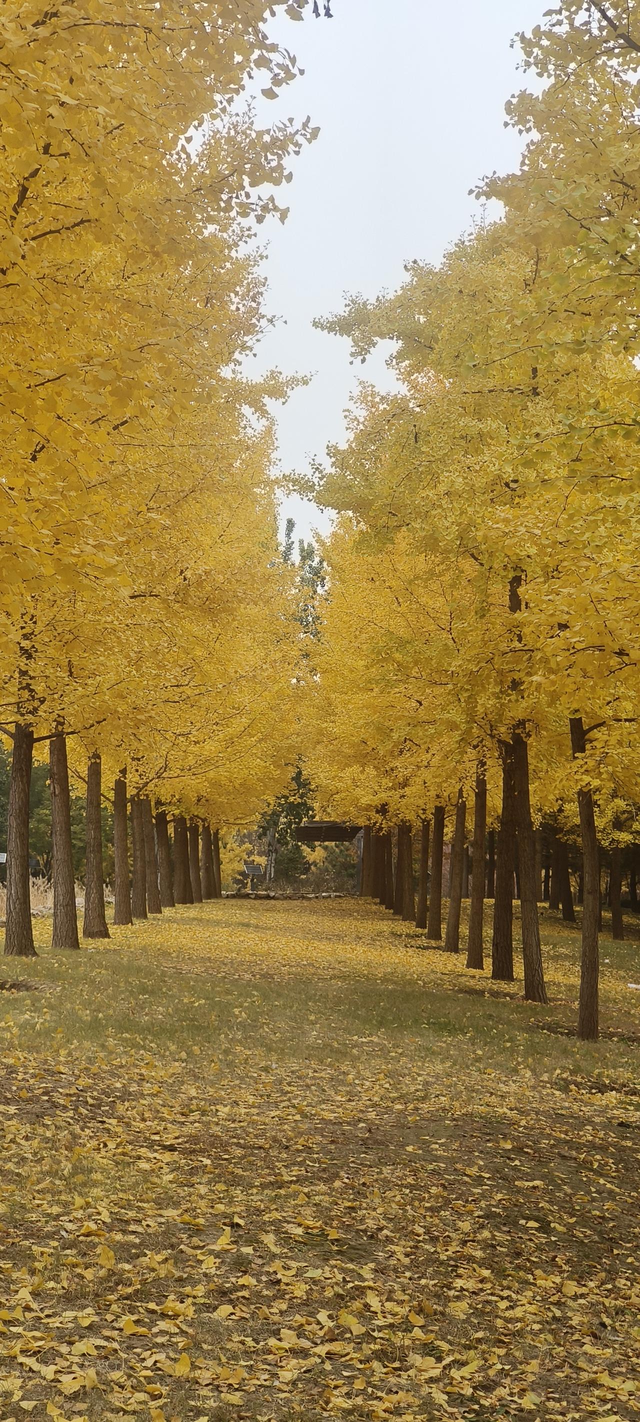 可以分享一张秋景树叶的的照片吗楼下小公园的秋景