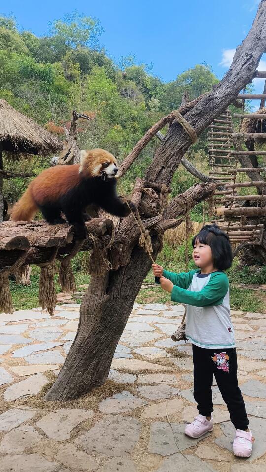 昆明周五出发 太阳河森林公园保姆级攻略