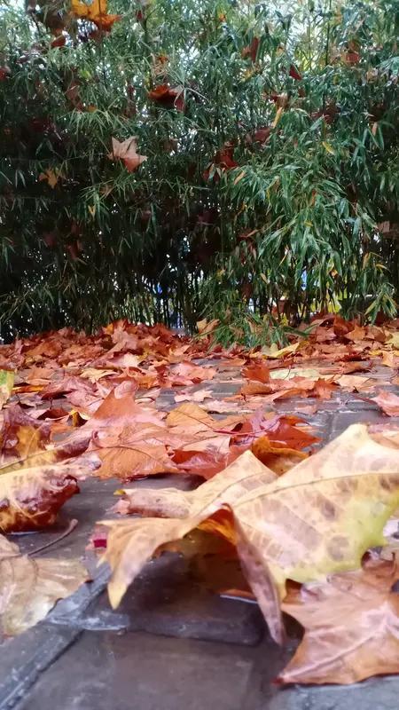 上联：秋风秋雨秋落叶，
下联：春水春花春满枝。