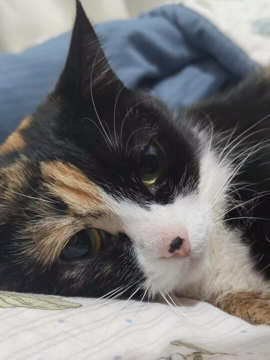 世界破破烂烂，小猫缝缝补补
