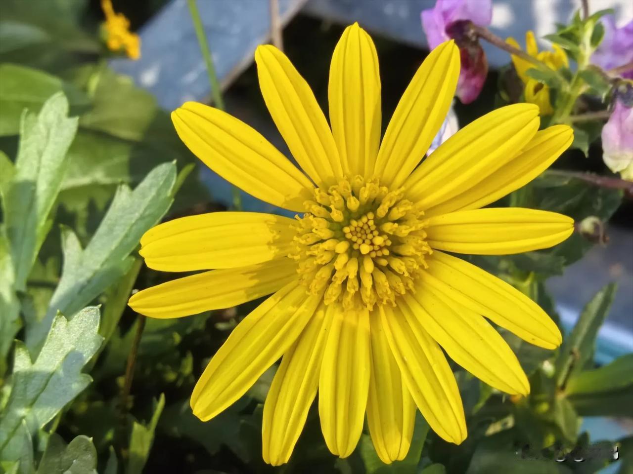 晒出你的随手拍花朵广州花城广场随手拍花儿分享，看着赏心悦目！