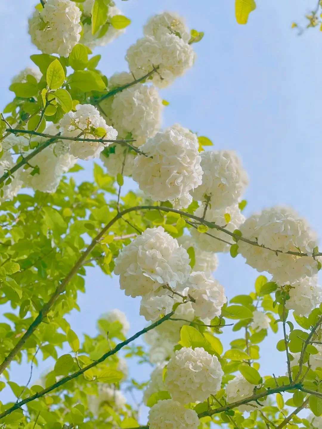 别再羡慕汉口了！大武昌的绣球🌸开得美极了