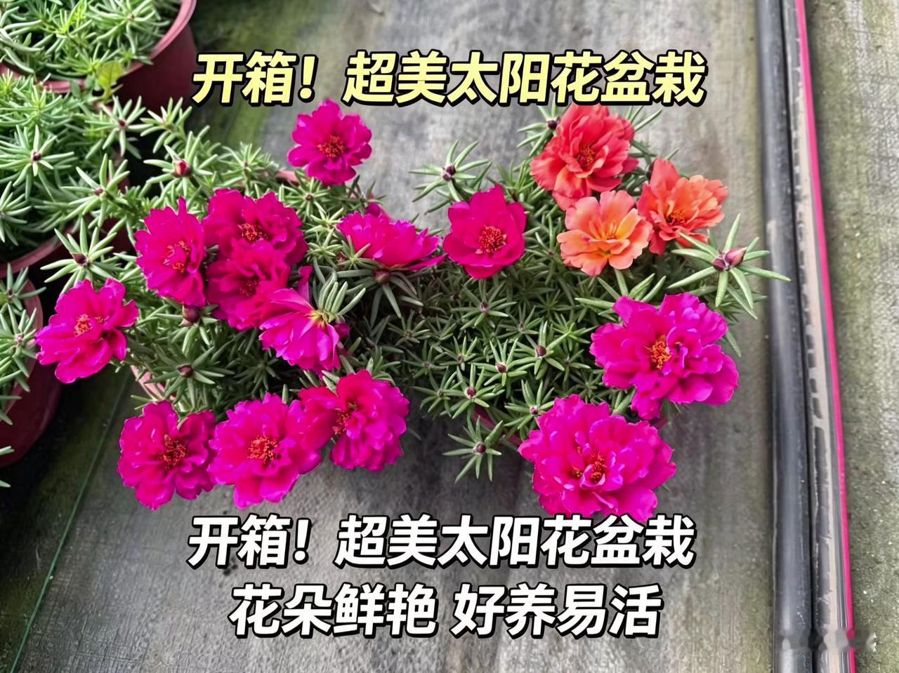 豆包AI 养花小知识 分享家庭养花知识 重瓣太阳花 养花儿技巧