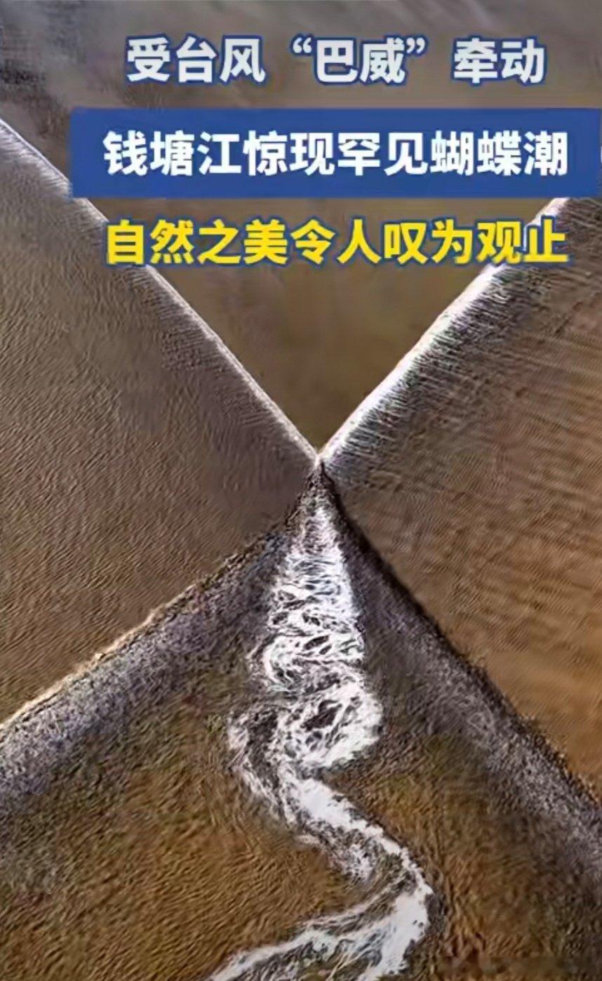 钱塘江现罕见蝴蝶潮2026年7月10日，受超强台风“巴威”外围气流影响，钱塘江海