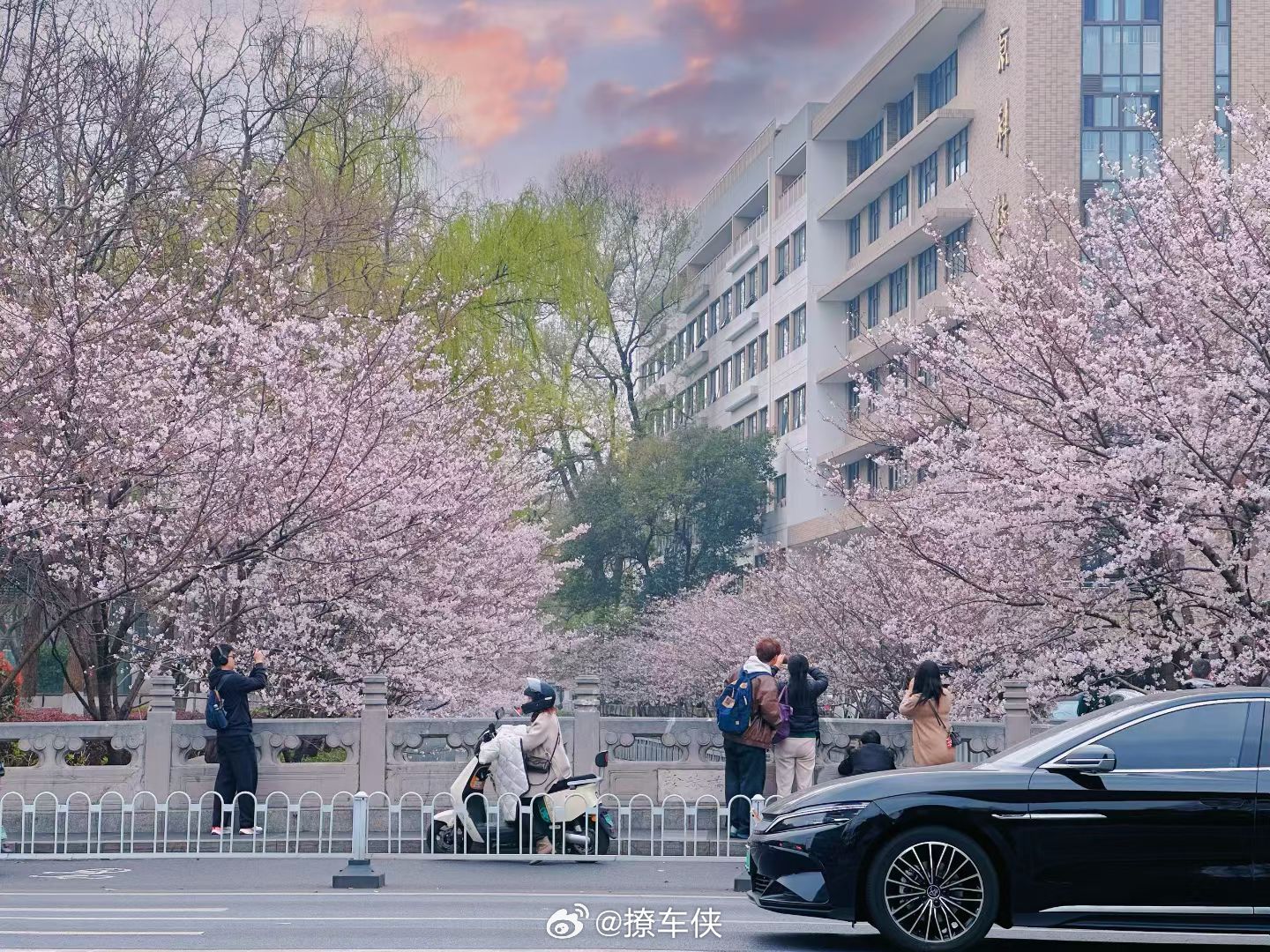 今天从鸡鸣寺珍珠河附近路过看看，樱花已经开了百分之六十，怪美滴呢樱花