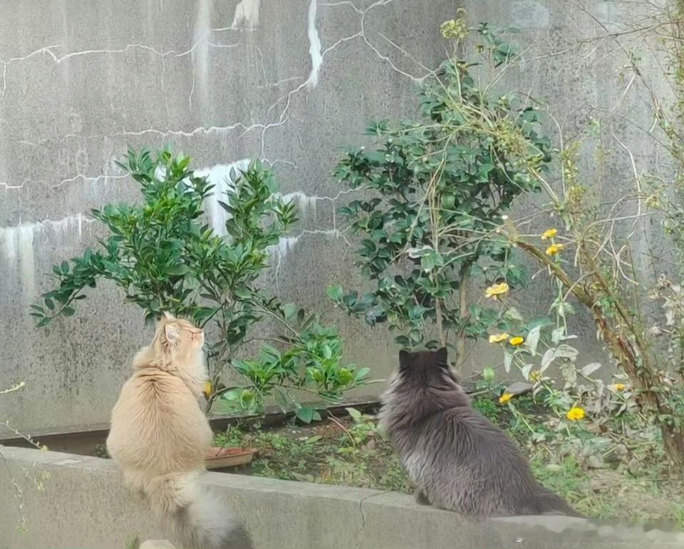 老一辈宠起猫来就是没轻没重你只管把猫带回家 其他的交给小猫我好不容易求我妈养一只