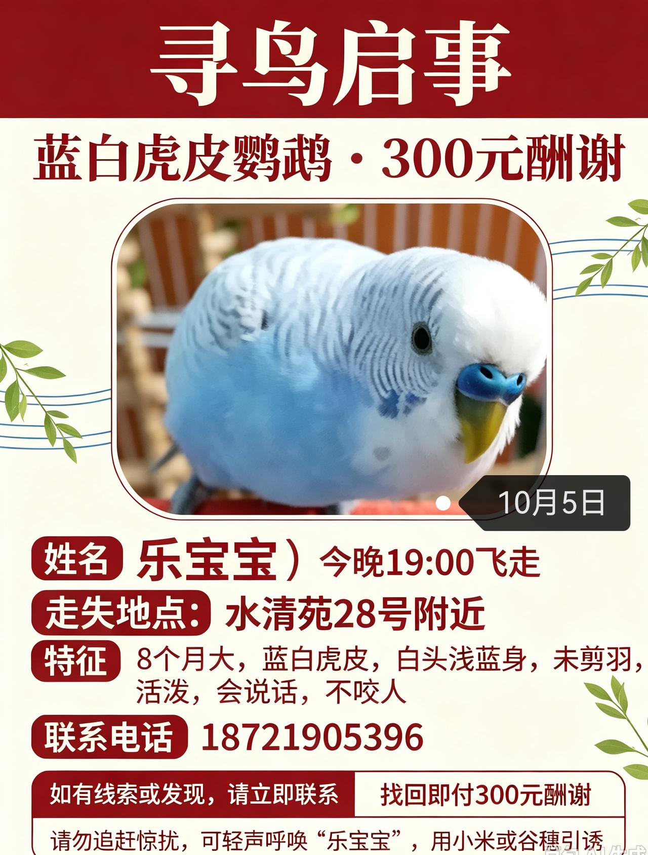 寻找宠物鹦鹉 同城寻宠求助 急寻鹦鹉