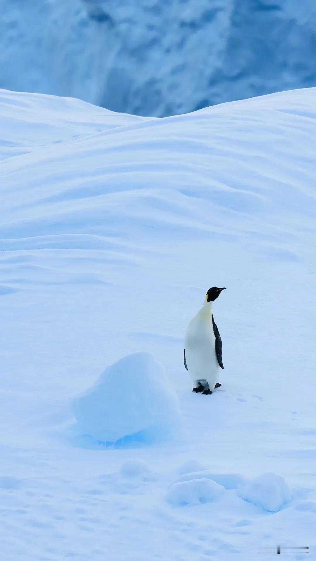 走懵圈的帝企鹅🐧[尬笑][尬笑][尬笑]