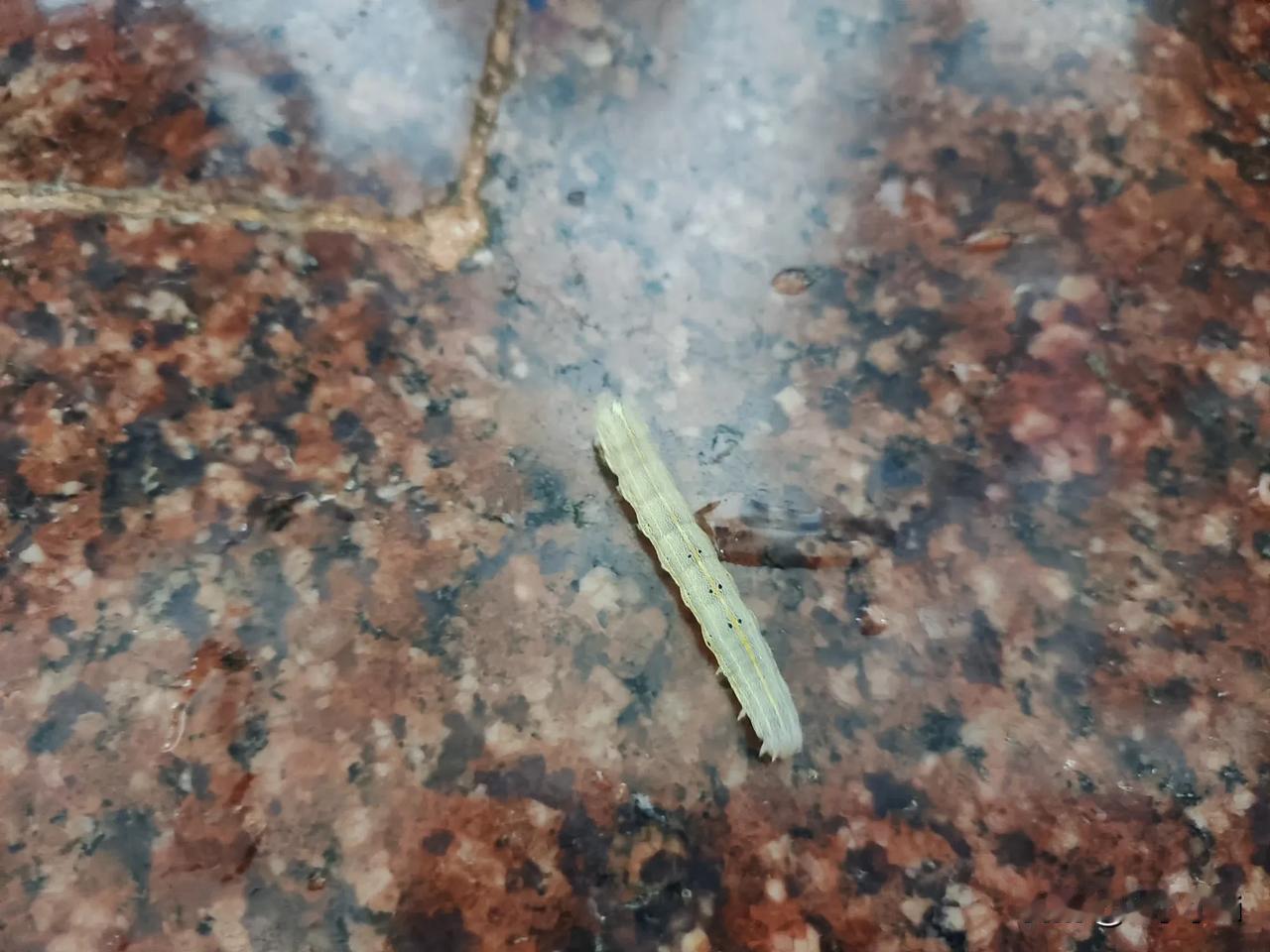 洗菜的时候突然洗出了一只虫子，我舍不得捏死它，让它在那里爬呀爬，我在那里看呀看。