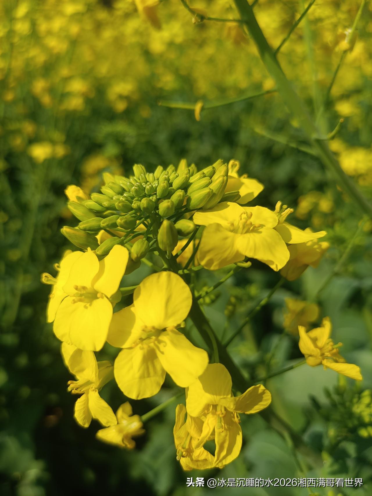 初春的颜色是什么？必须是田野的一大片金黄色的油菜田！黄色的花骨朵在春风里轻轻摇曳