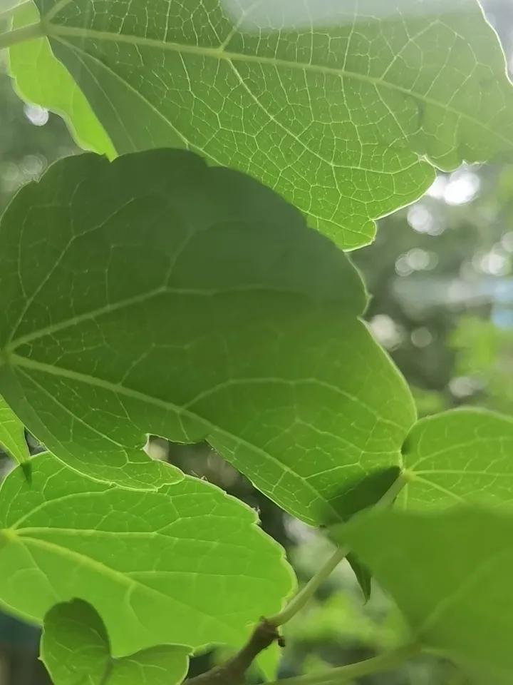 叶子
美在纹络
美在色彩
美在枯萎