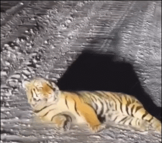 受惊吓的小猫 ​​​