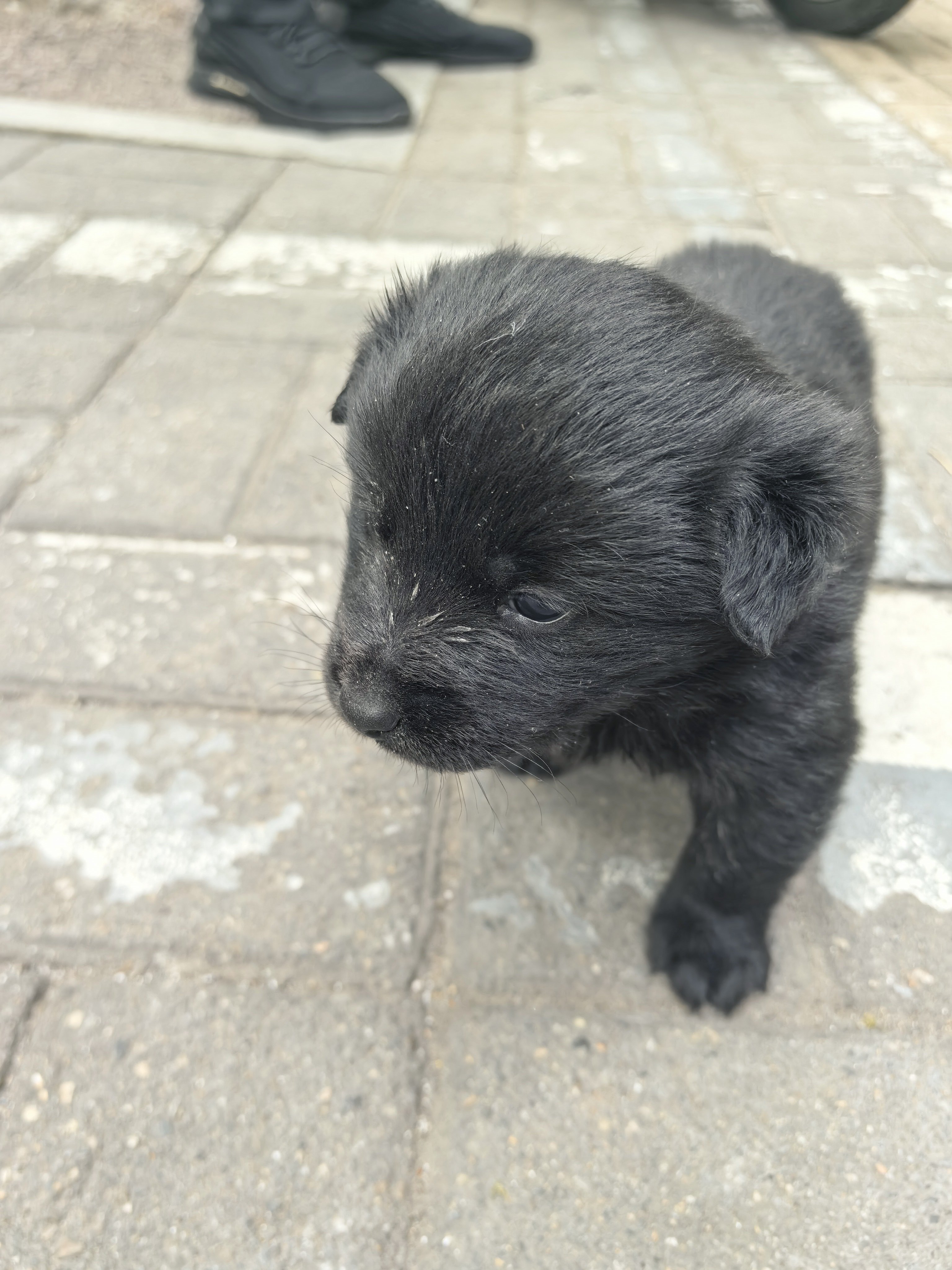 接土豆的时候遇到的小奶狗，一只在箱子里喝奶，一只哼唧唧在外面找人撒娇~矮墩墩的小