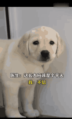 可爱的小狗长大了，目睹其颜值的变化，一言难尽
##
确定是同一只吗？
那不然呢？