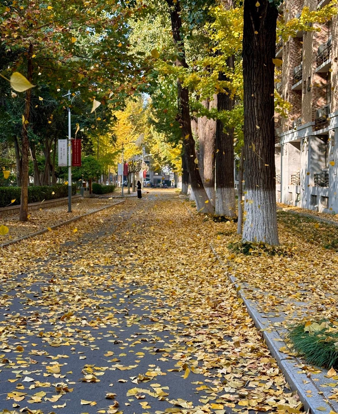 不知不觉，喜欢上了秋，喜欢在微凉的秋里，细品秋的味道，凝望枝头的惊艳与美好，静静