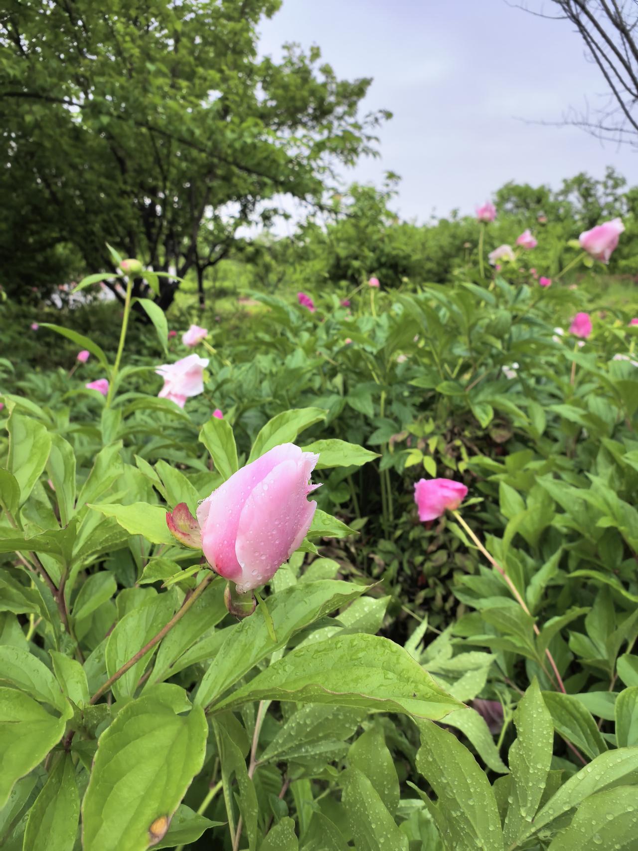 今天是4月20日，农历三月初四，谷雨。

谷雨来源于“雨生百谷”，寓意“降水逐渐