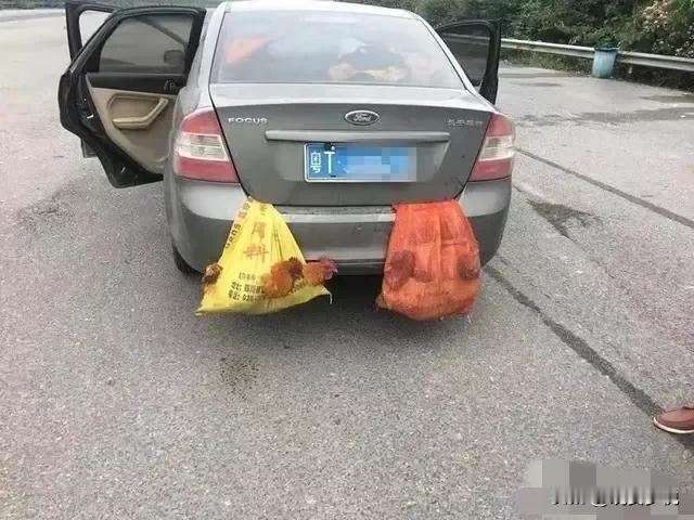 这些鸡，都是妈妈的爱，但可惜都被半路仍高速路上了，这些鸡都想不到，自己躲过三十，