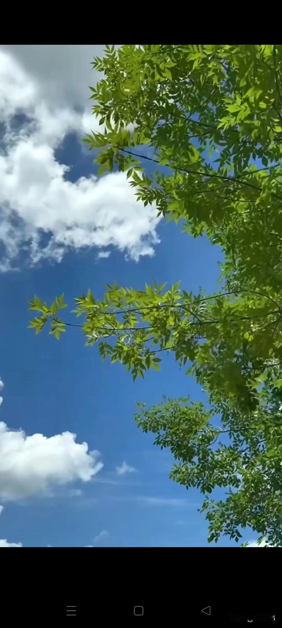 蓝天白云下的绿意盎然，自然之美尽收眼底。🌿🌤️美的自然风景