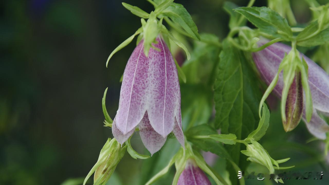 其钟状下垂的花冠，花色多为白色或淡紫色，花冠内侧布满了深紫色的散生斑点 ；
其叶