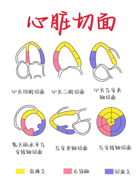 医学生笔记——心脏切面