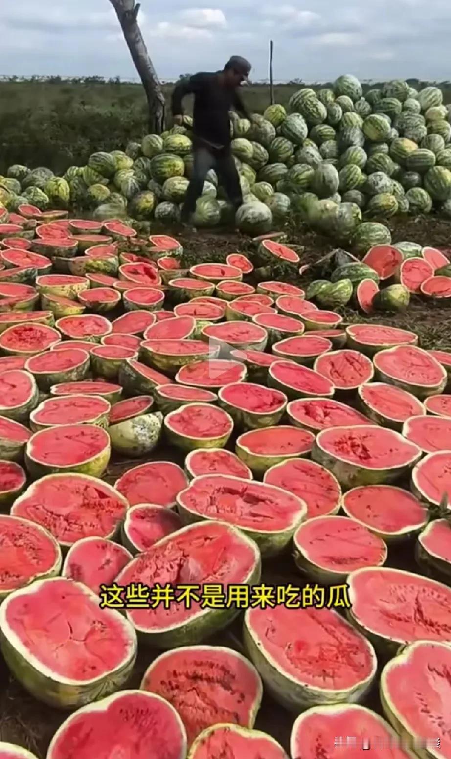 这位老板卖西瓜的方式太特别了。老板为了多买西瓜，主动把西瓜一嗑为2，让顾客看得一