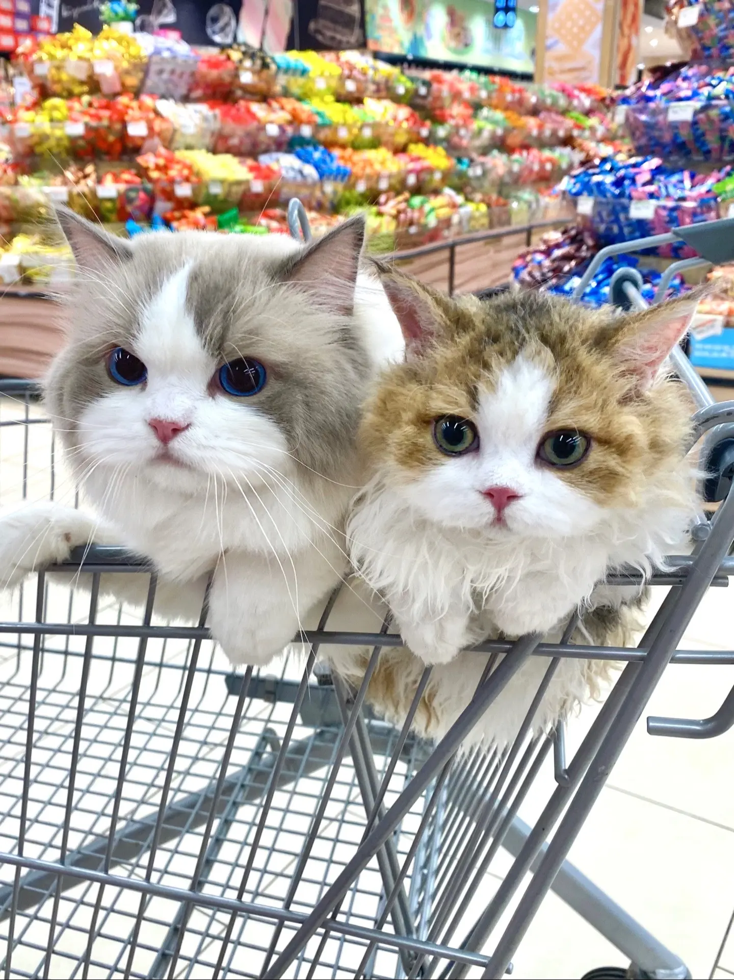 这下可好了 多了两个逛超市搭子。