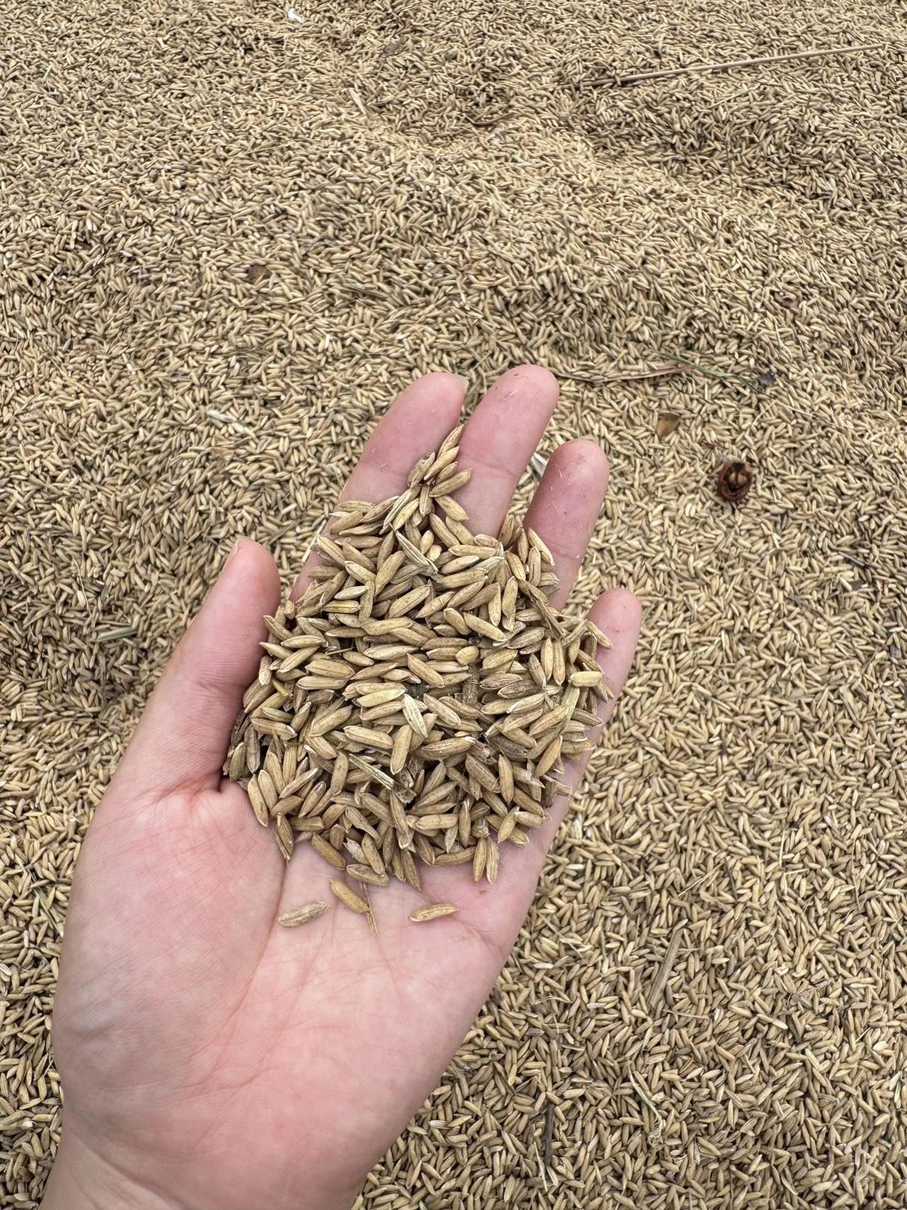 这个黄黄的是什么，老公说是大米，好神奇啊
坐标徐州下面旅游景区的某个小村庄，带孩