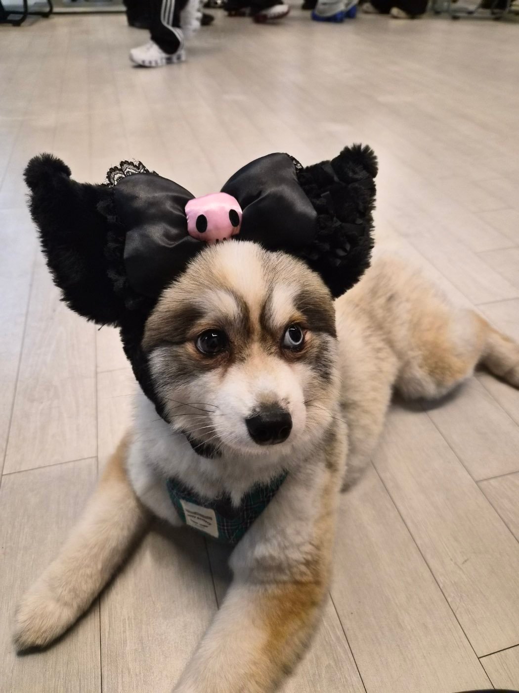 251216💌lesserafim宫胁咲良