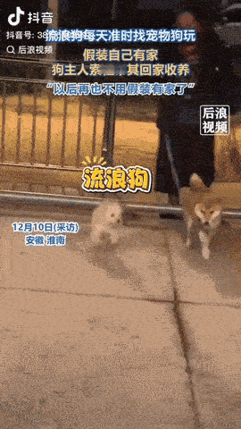 安徽淮南，有一只小狗经常来饭店玩，但是这只狗总待到很晚，还不舍得离开了，后来店老