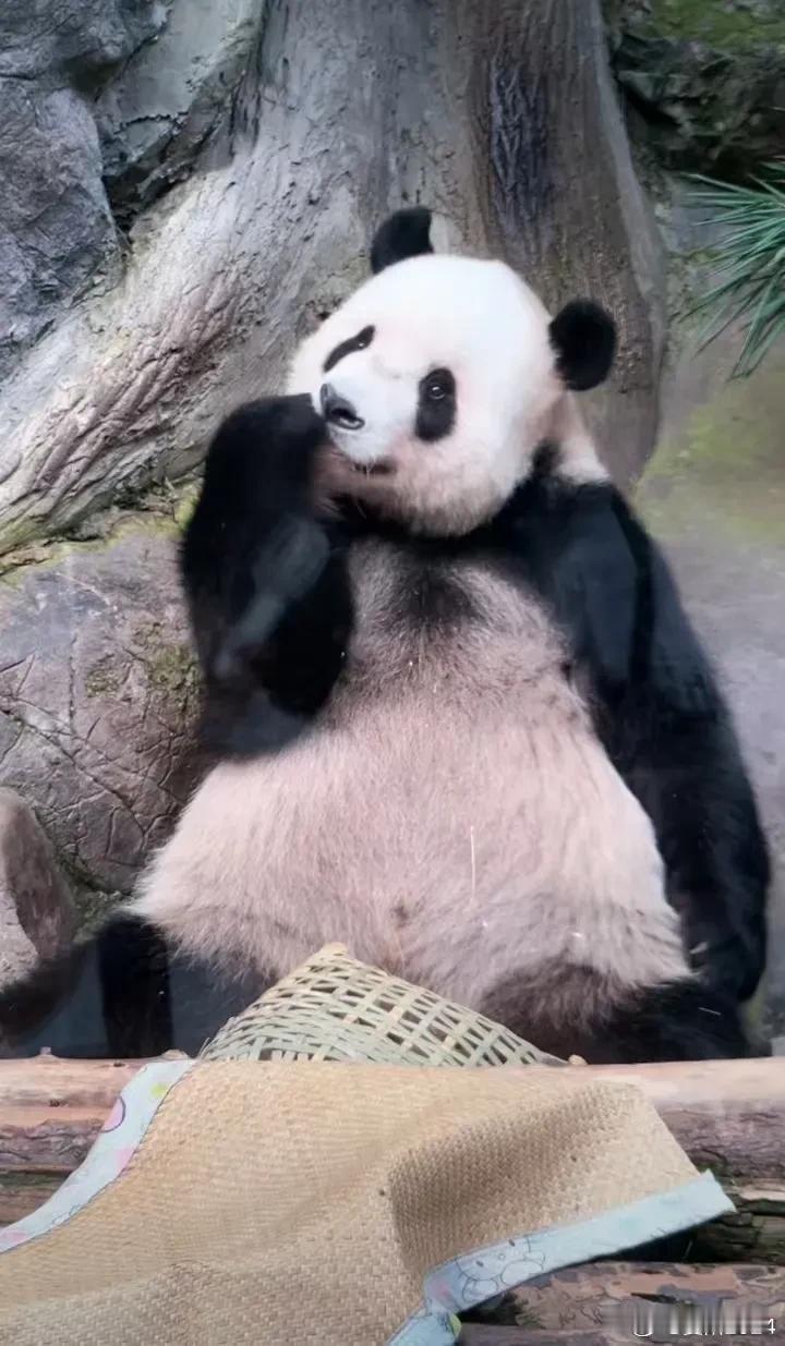 萌二据说今天是你生日，祝你生日快乐，但是我随意的翻了两张，没有看到你的庆祝画面。