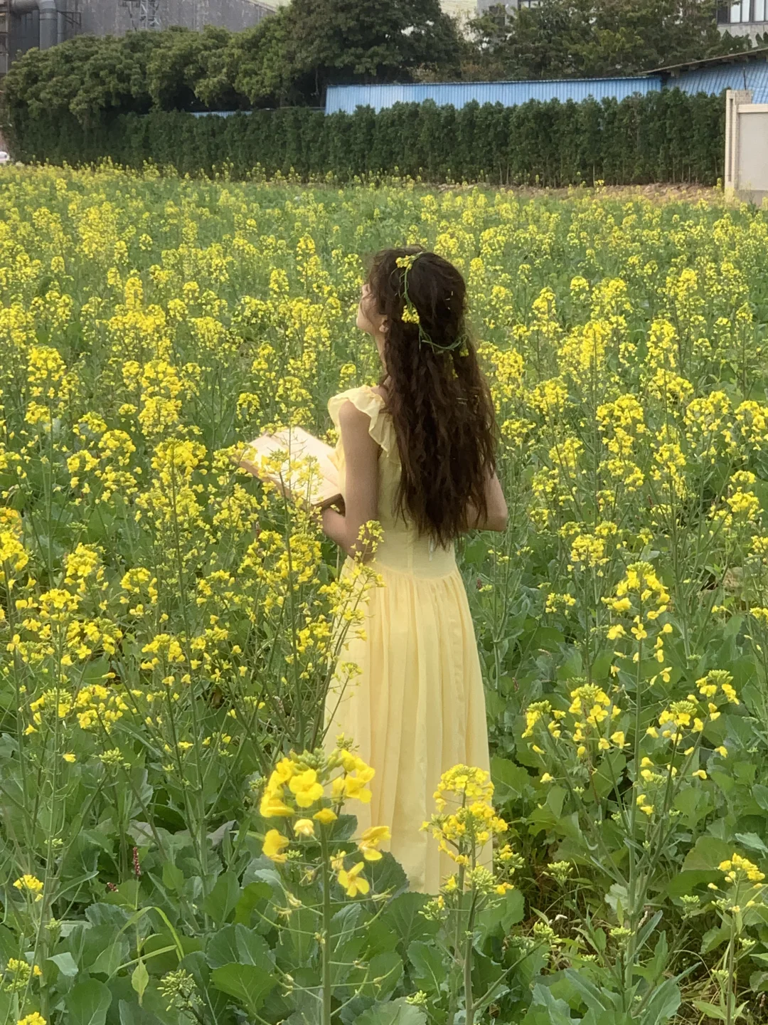 油菜花海真的太好拍啦🌸东莞写真