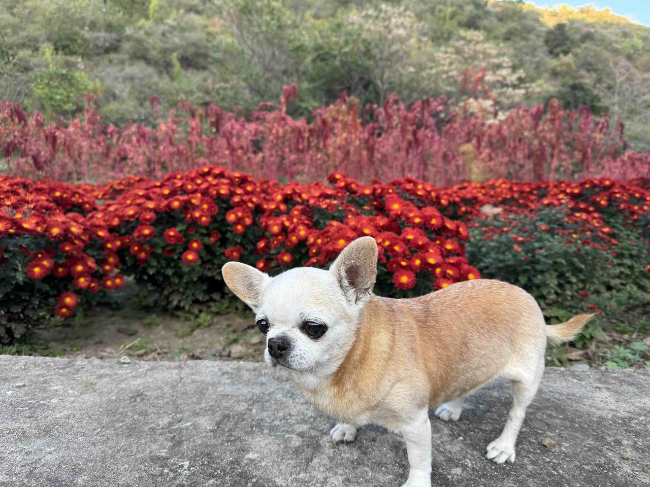 这张照片好玩儿吗？