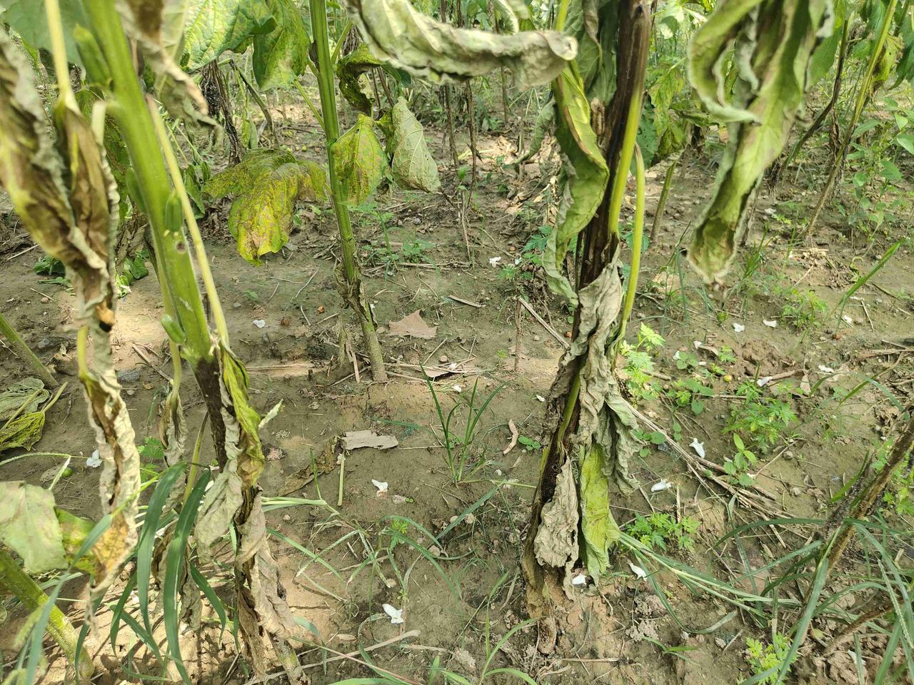 造成今年芝麻茎腐病发生严重的主要原因就是降雨过多。今年下半年降雨明显增多，在高温