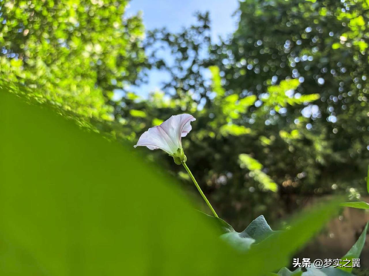 【小对联】
上：……？
下：铁血丹心。