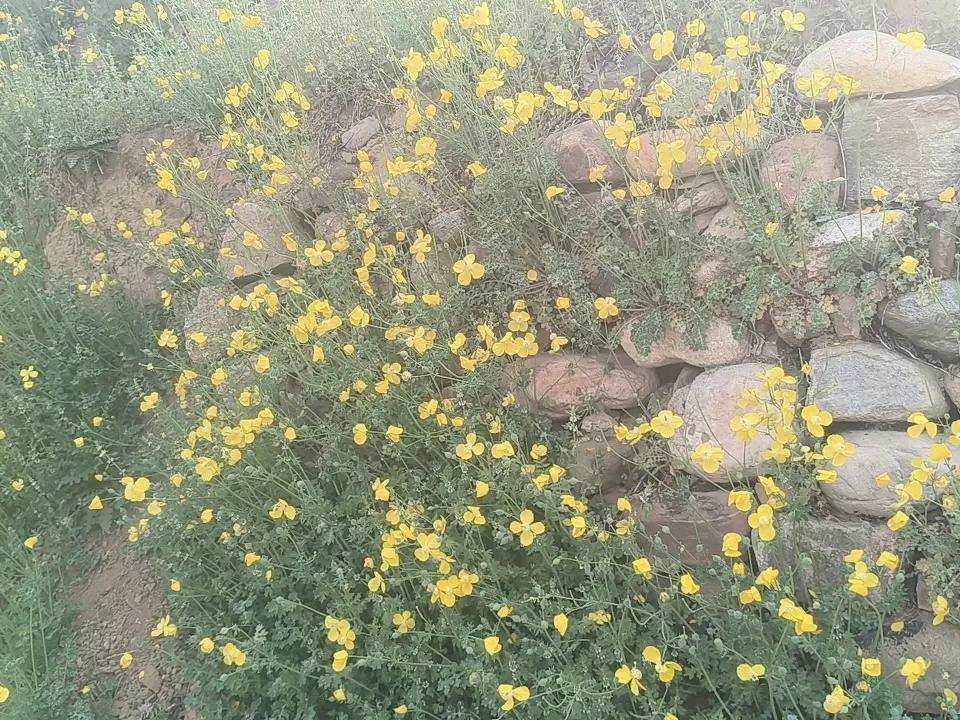 看到一面天然花墙，很美的样子