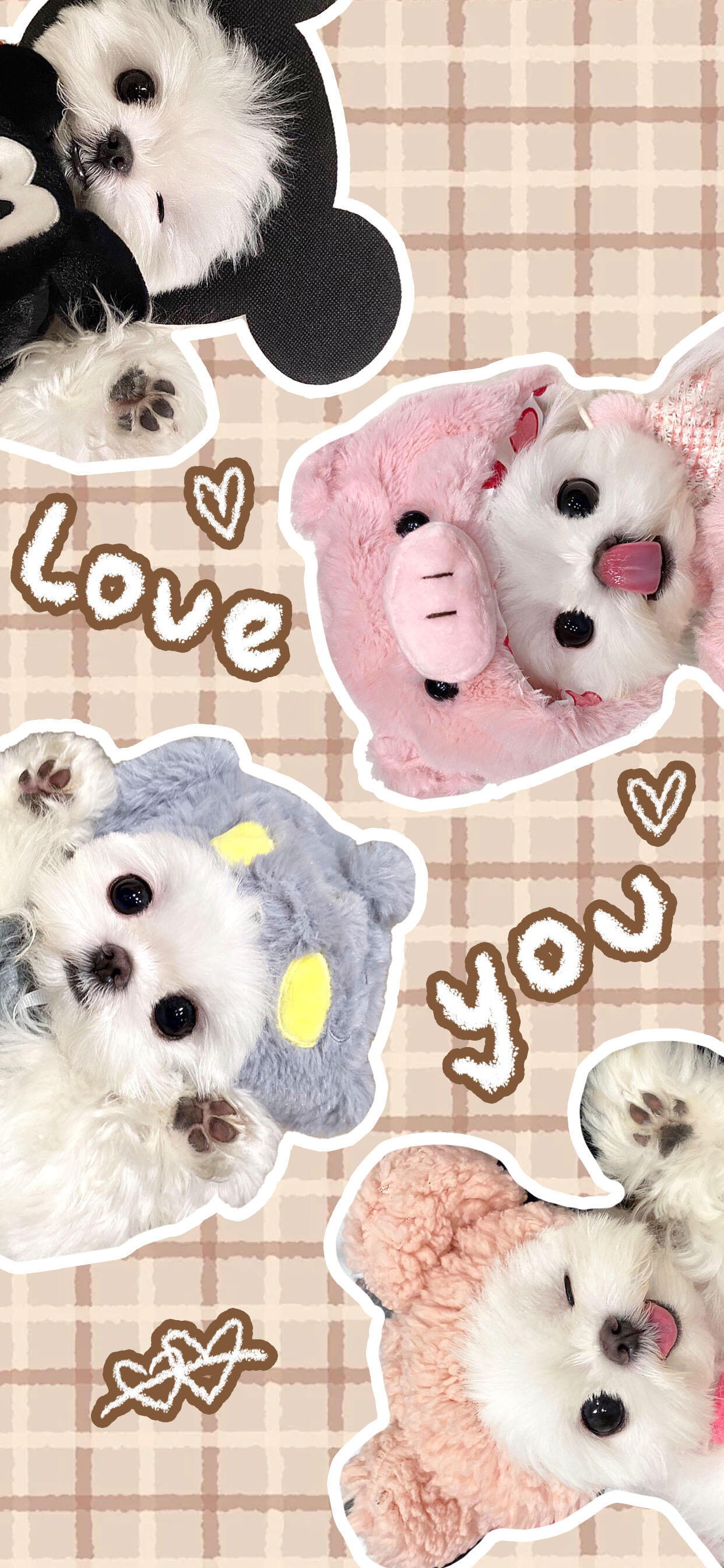 🐾萌宠壁纸大赏 | 猫狗的可爱暴击🐾  ✨｜手机壁纸｜高清壁纸｜宠物壁纸｜壁
