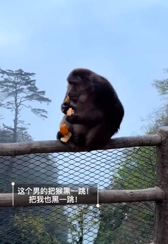 太缺德了！这次我站峨眉山的猴子！

四川峨眉山景区一只猴子安安静静蹲在悬崖边自顾