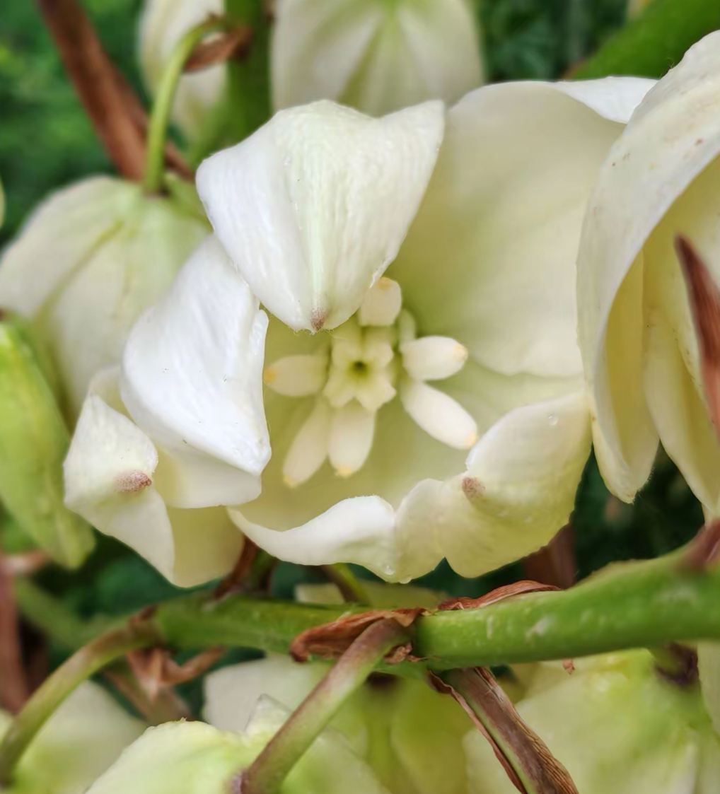 奇妙生物圈植物科普🌿 丝兰（学名：Yucca smalliana），天门冬科丝