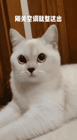 小猫的祖先不是生活在埃及沙漠地区，不怕热的？
#
抗热不代表要受苦，能躺平还要选