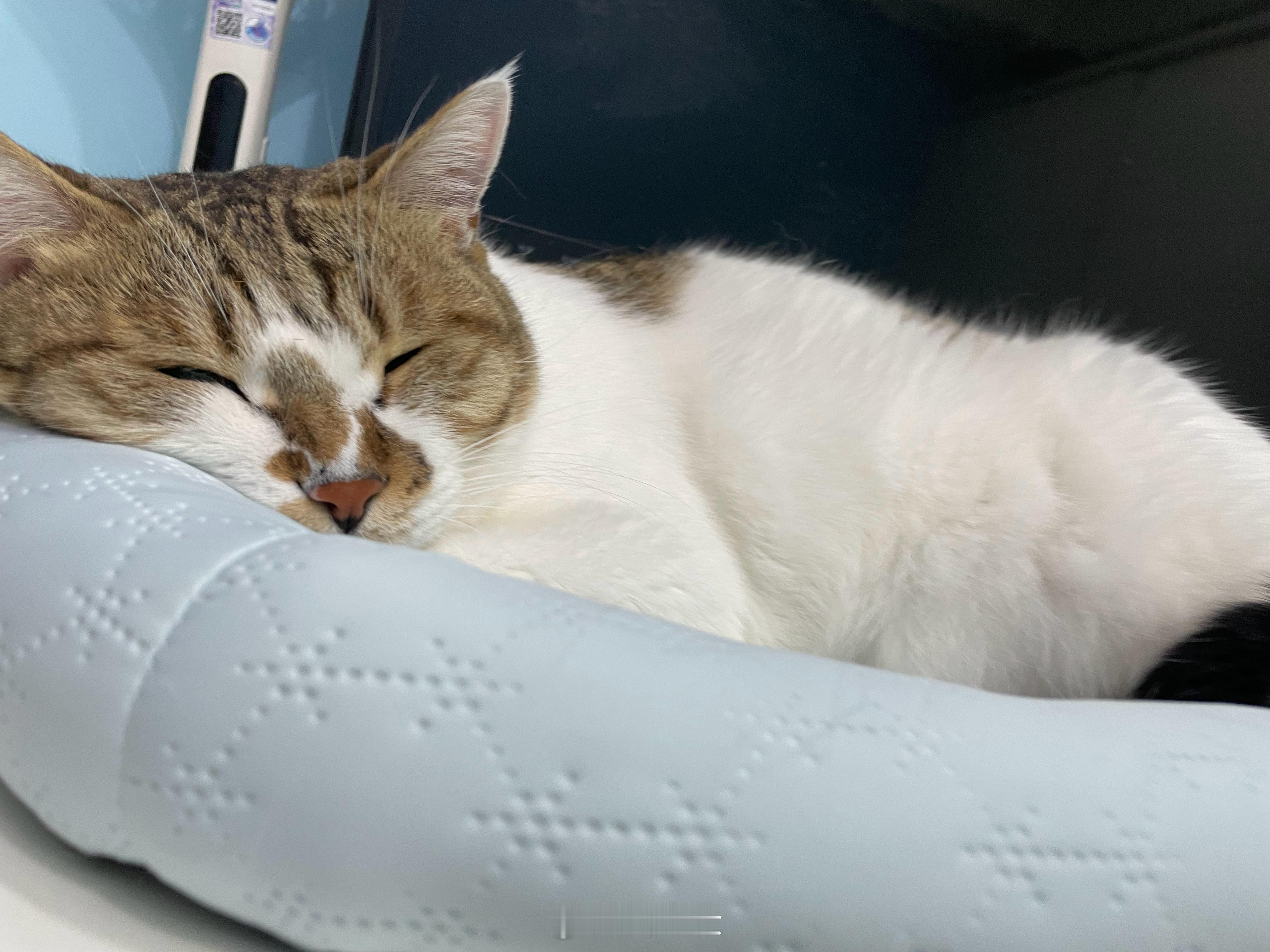 只是一昧发猫 