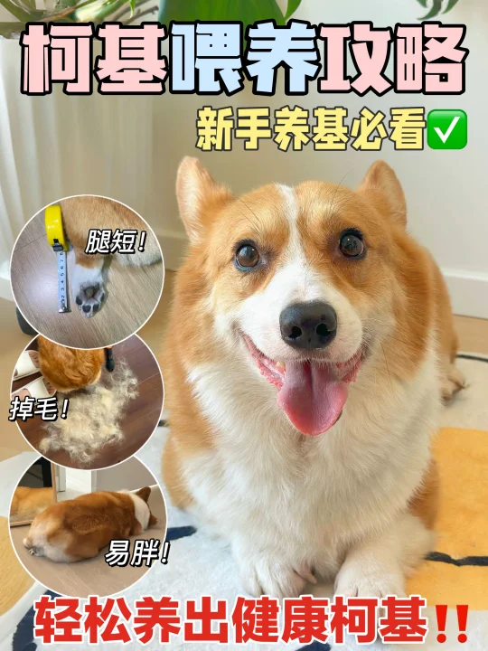 柯基喂养攻略！手把手教你养好柯基～