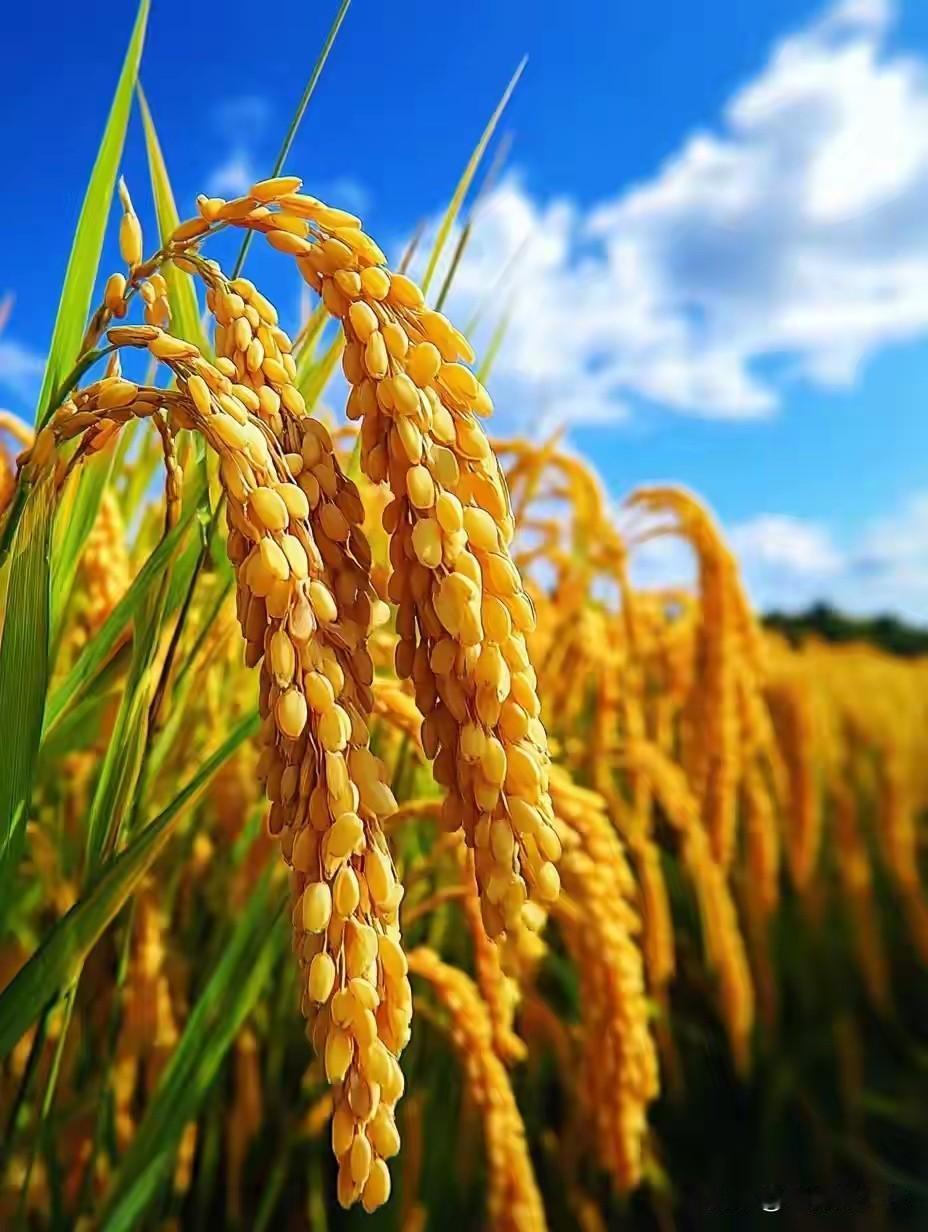 全民总动员，打响护粮生死保卫战
 
国家安全部连续多日密集发声、公开警示——境外