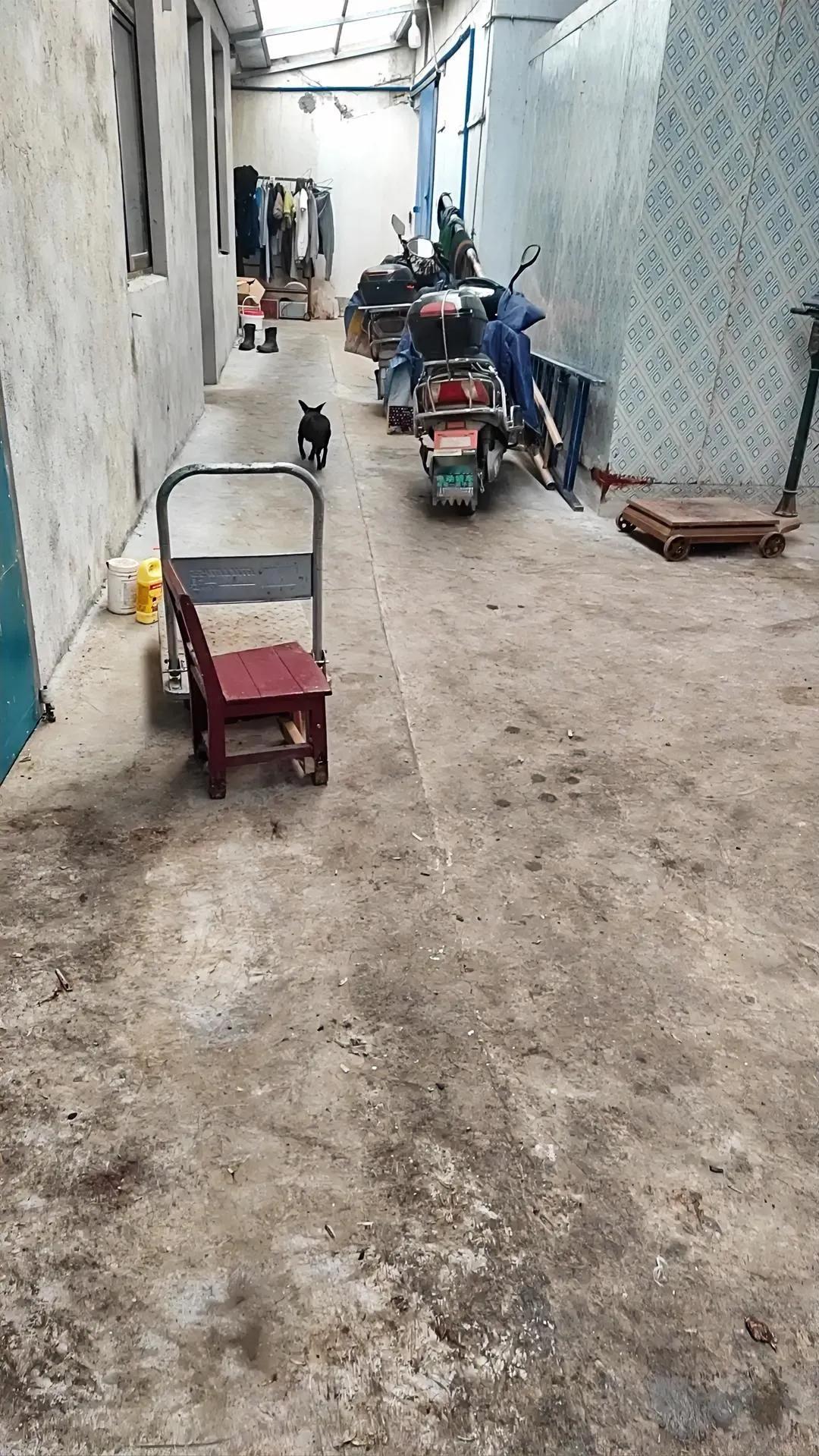 幽默风趣的小狗到访文案来啦！

‘叮咚！家有萌客到~ 一只小狗狗悄然来访，带着满