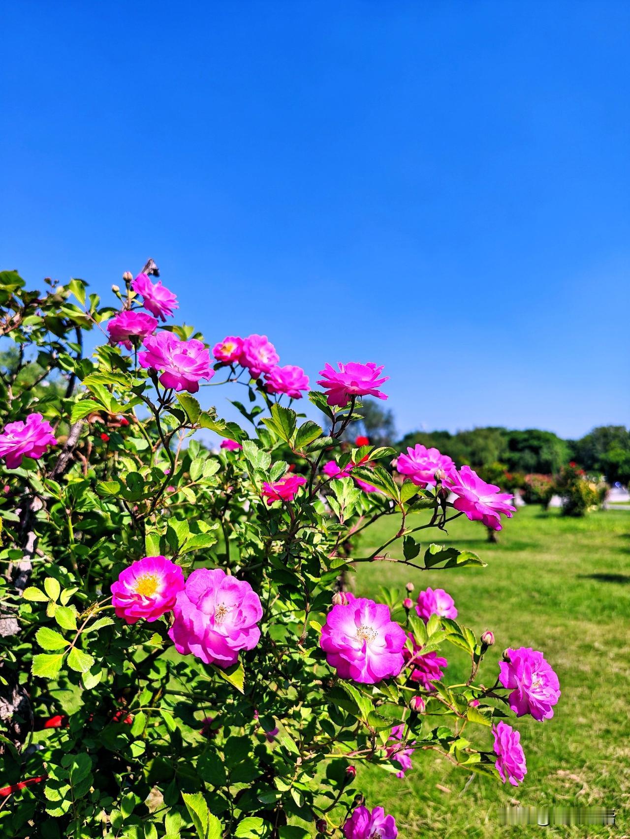 粉霞映碧空，芳菲满径香。🌹🌸